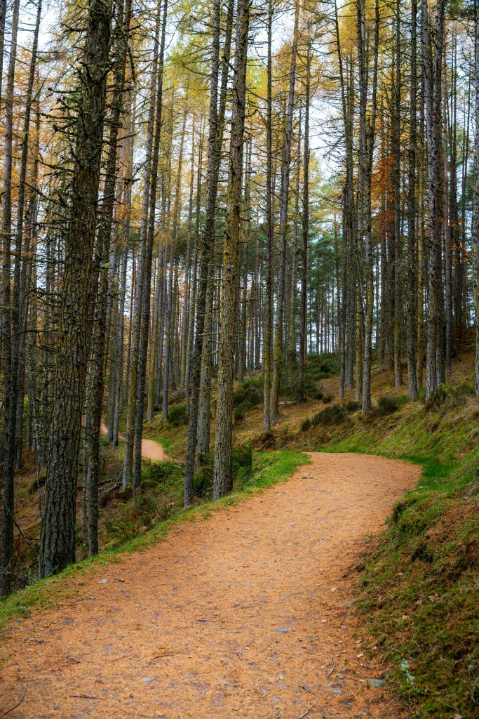 pexels-photo-29405332-29405332 Peaceful forest pathway surrounded by tall trees in autumn, creating a serene escape.